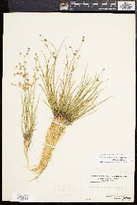 Juncus subcaudatus image