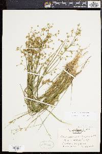 Juncus subcaudatus image