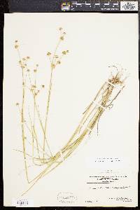 Juncus subcaudatus image