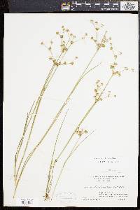 Juncus subcaudatus image