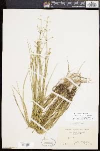 Juncus subcaudatus image