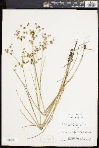 Juncus subcaudatus image