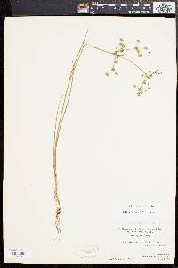 Juncus subcaudatus image