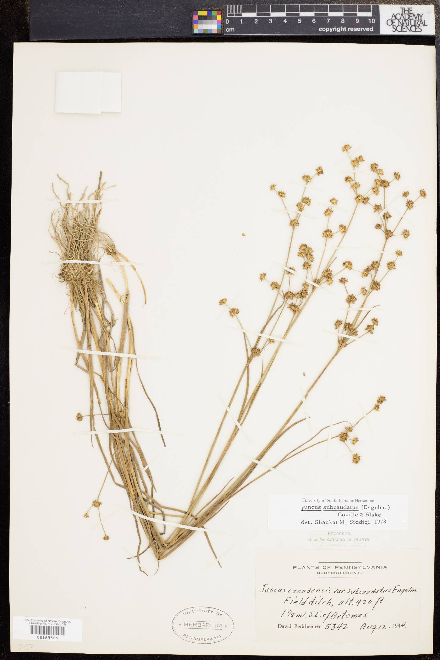 Juncus subcaudatus image