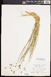 Juncus subcaudatus image