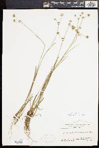 Juncus subcaudatus image