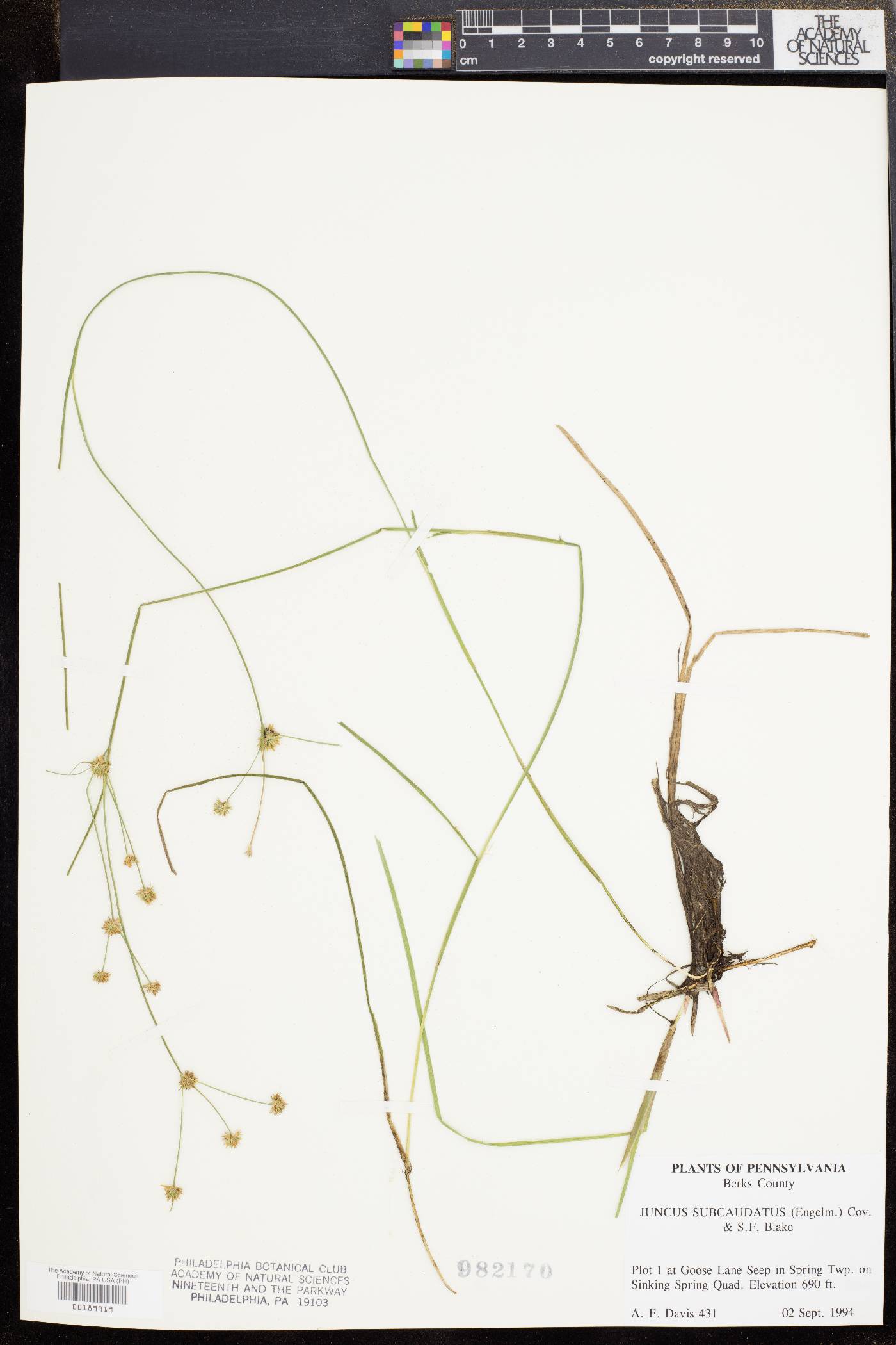 Juncus subcaudatus image