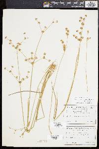 Juncus subcaudatus image