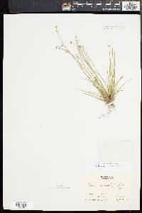 Juncus subcaudatus image