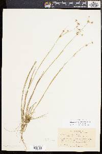 Juncus subcaudatus image