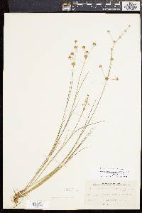 Juncus subcaudatus image