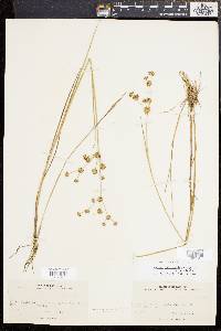 Juncus subcaudatus image