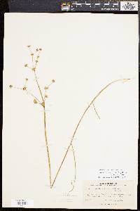 Juncus subcaudatus image