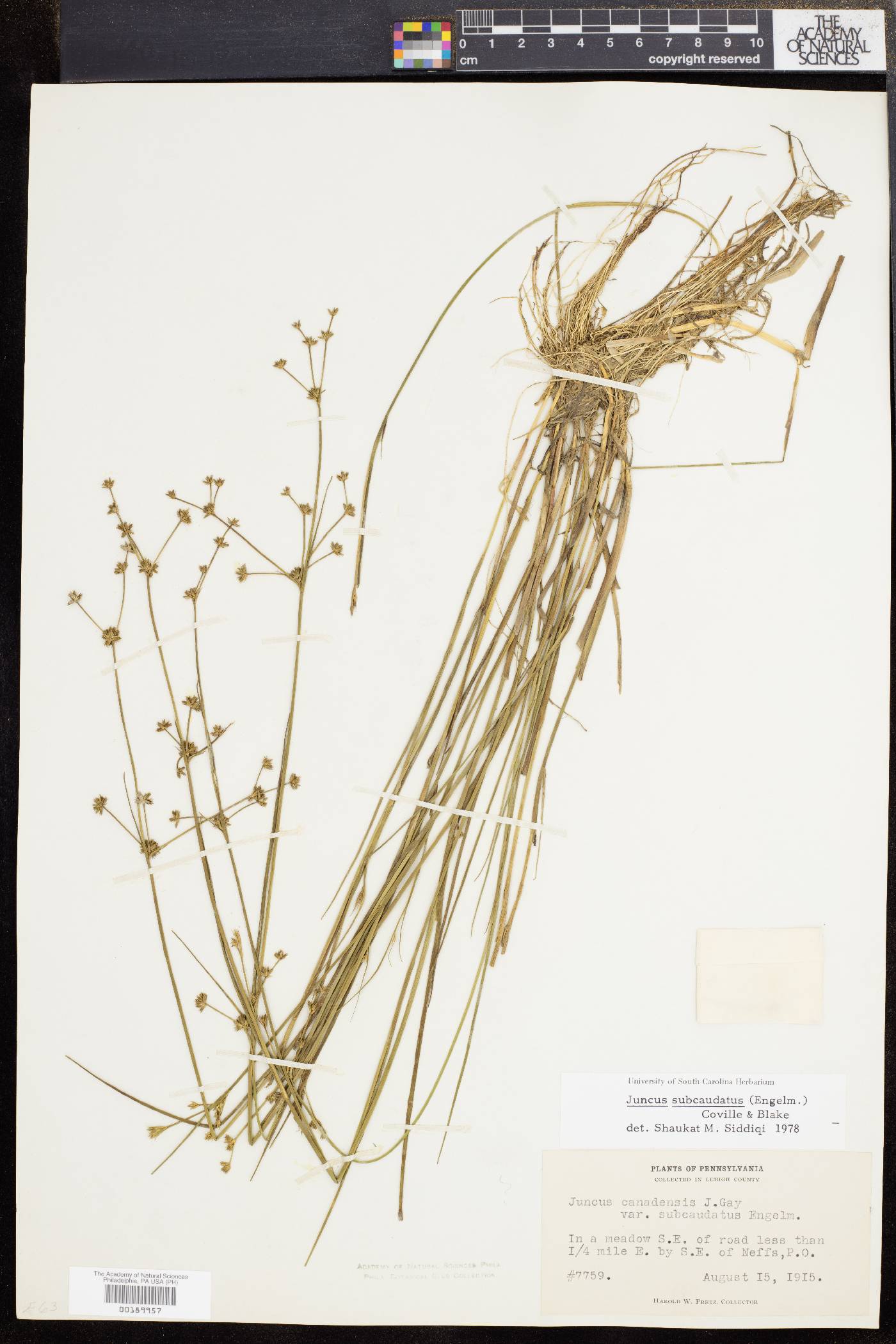 Juncus subcaudatus image