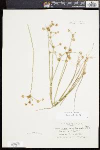 Juncus subcaudatus image