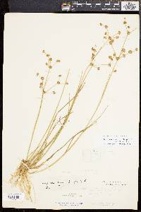 Juncus subcaudatus image