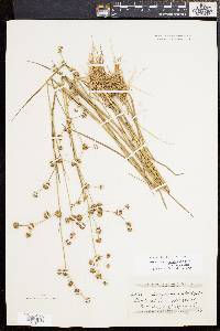 Juncus subcaudatus image