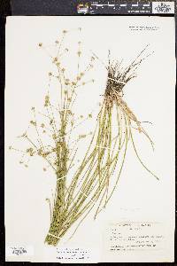 Juncus subcaudatus image