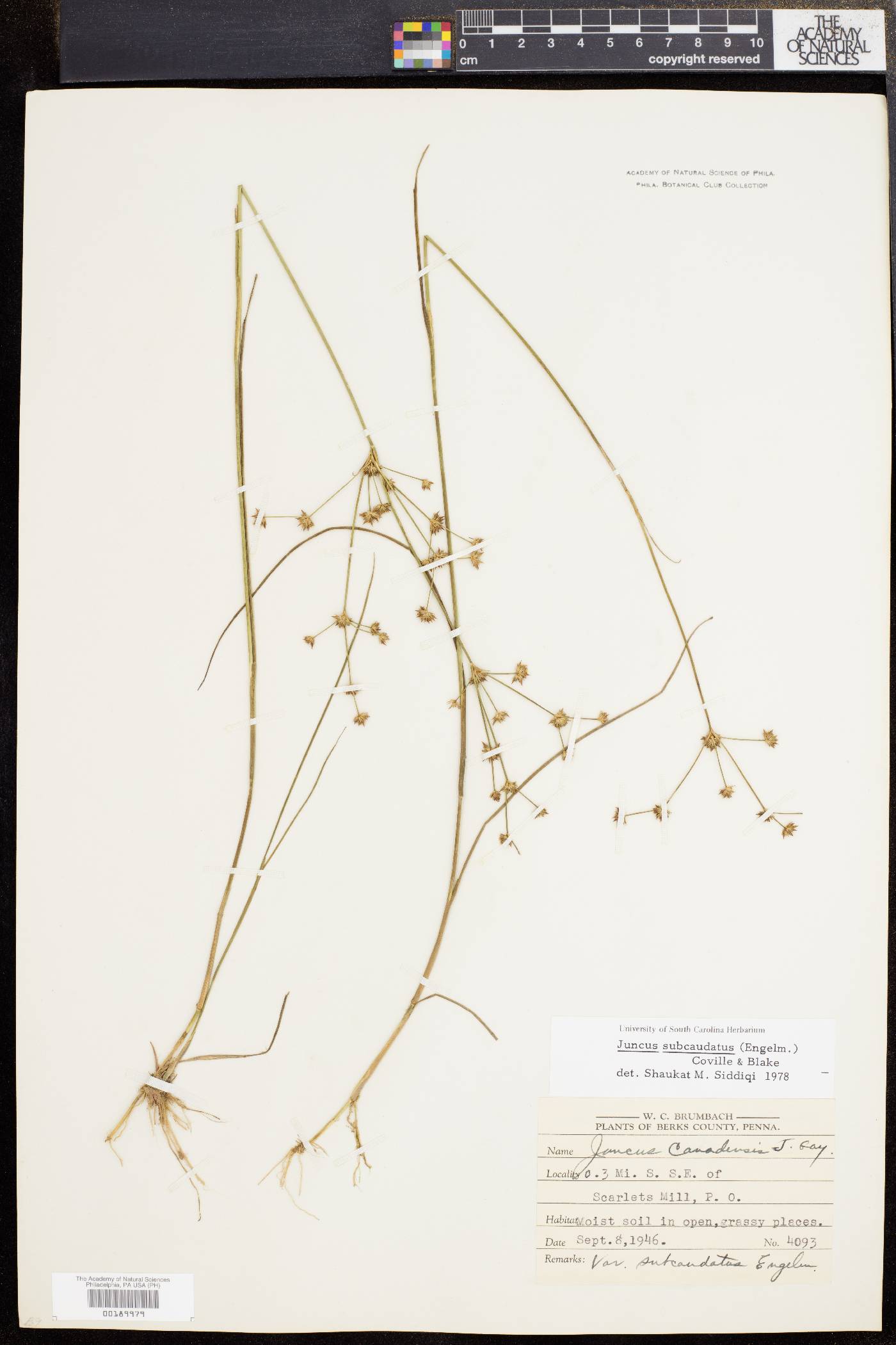 Juncus subcaudatus image