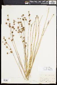 Juncus subcaudatus image