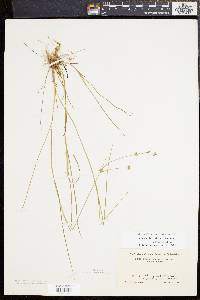 Juncus subcaudatus image