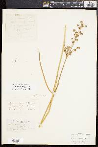 Juncus subcaudatus image