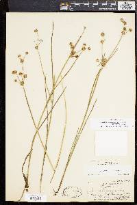 Juncus subcaudatus image