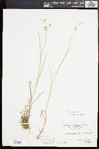 Juncus subcaudatus image