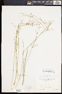 Juncus subcaudatus image