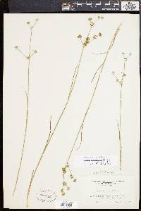 Juncus subcaudatus image