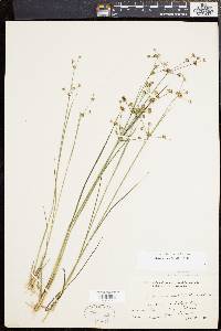 Juncus subcaudatus image