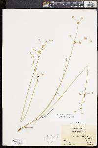 Juncus subcaudatus image