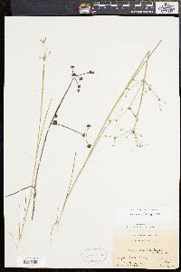 Juncus subcaudatus image