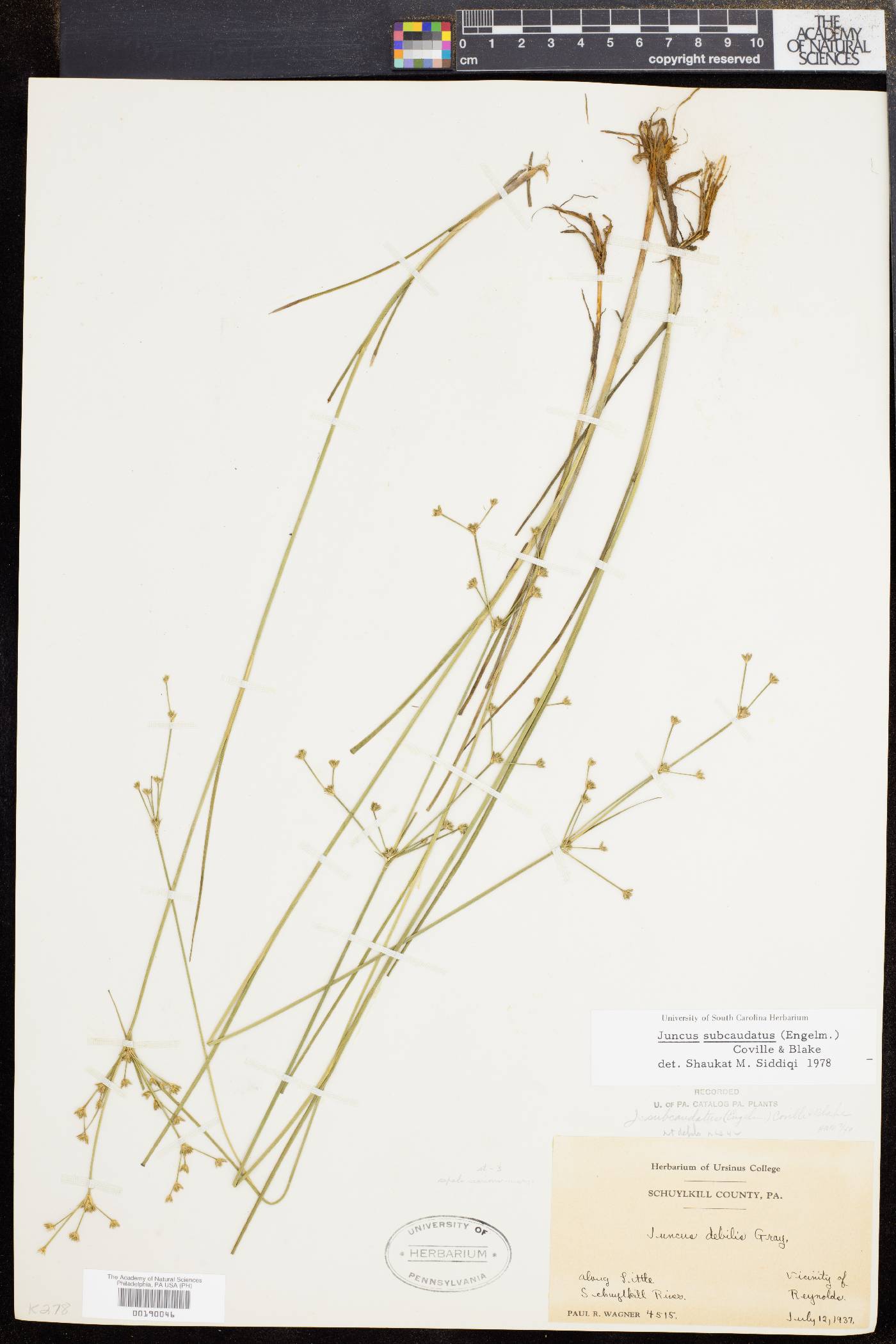 Juncus subcaudatus image