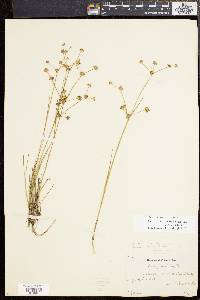 Juncus subcaudatus image