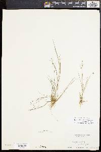 Juncus subcaudatus image