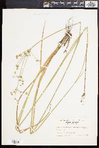 Juncus subcaudatus image