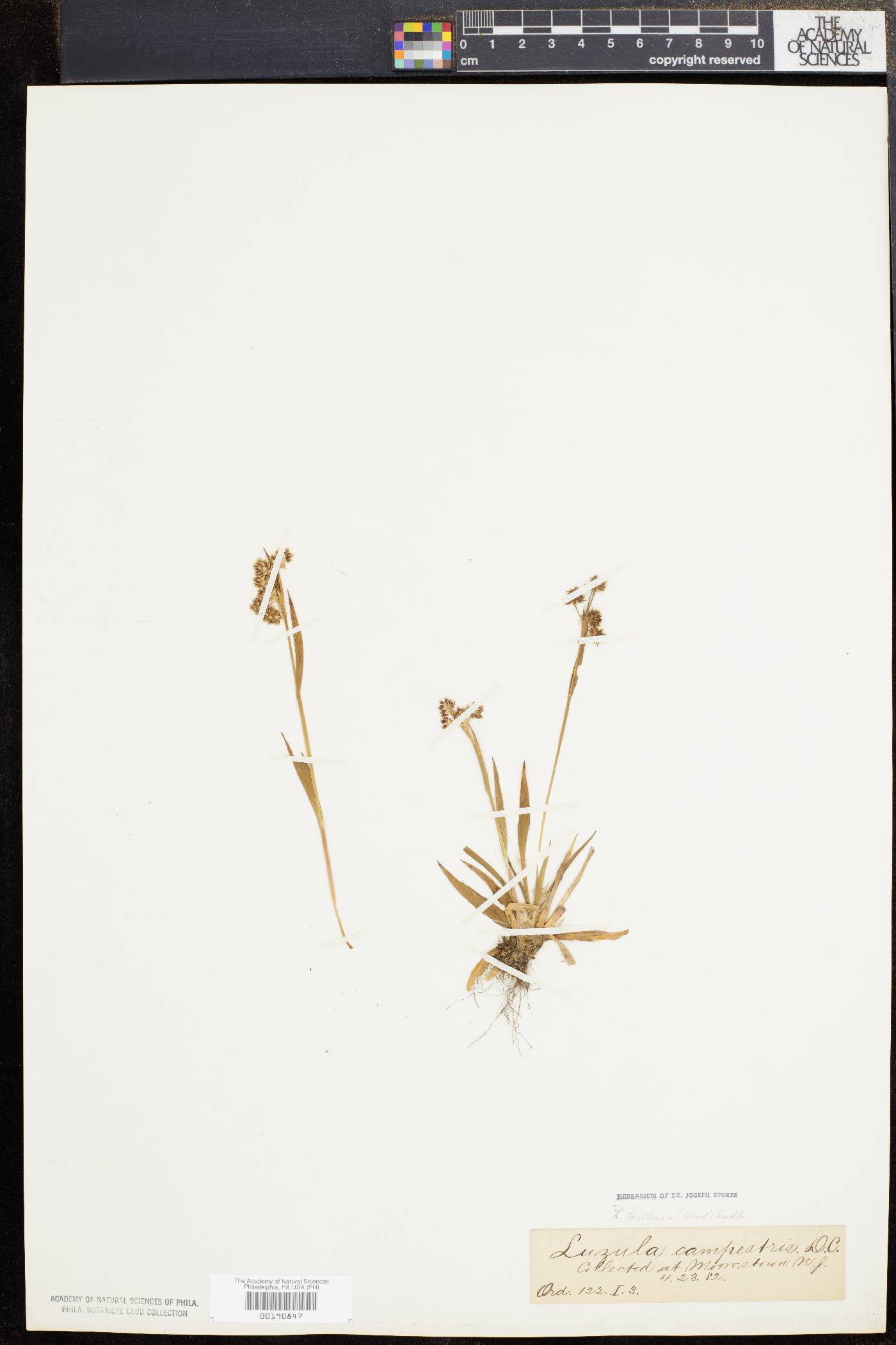Luzula bulbosa image