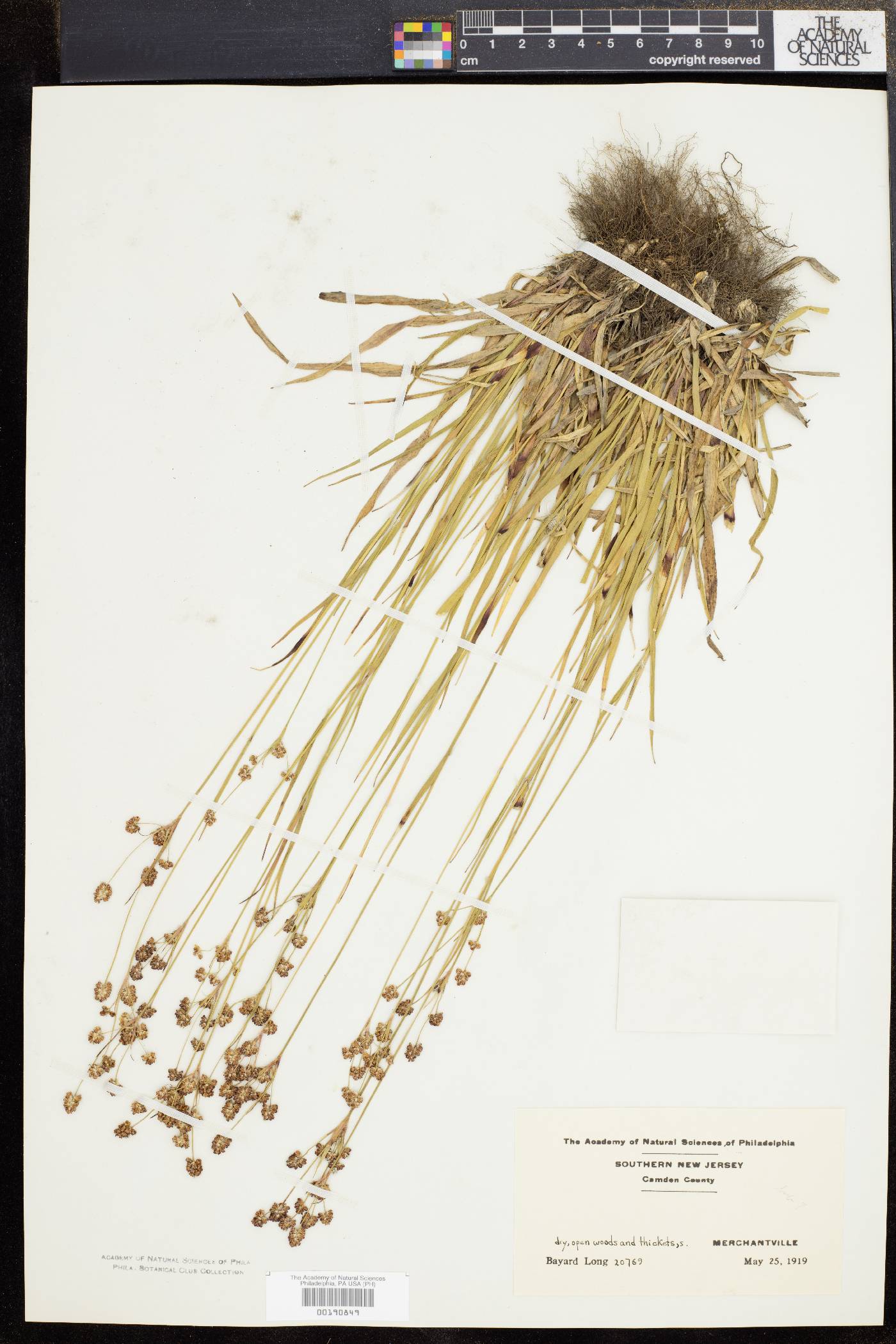 Luzula bulbosa image
