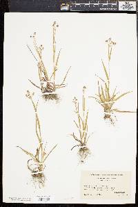 Luzula bulbosa image