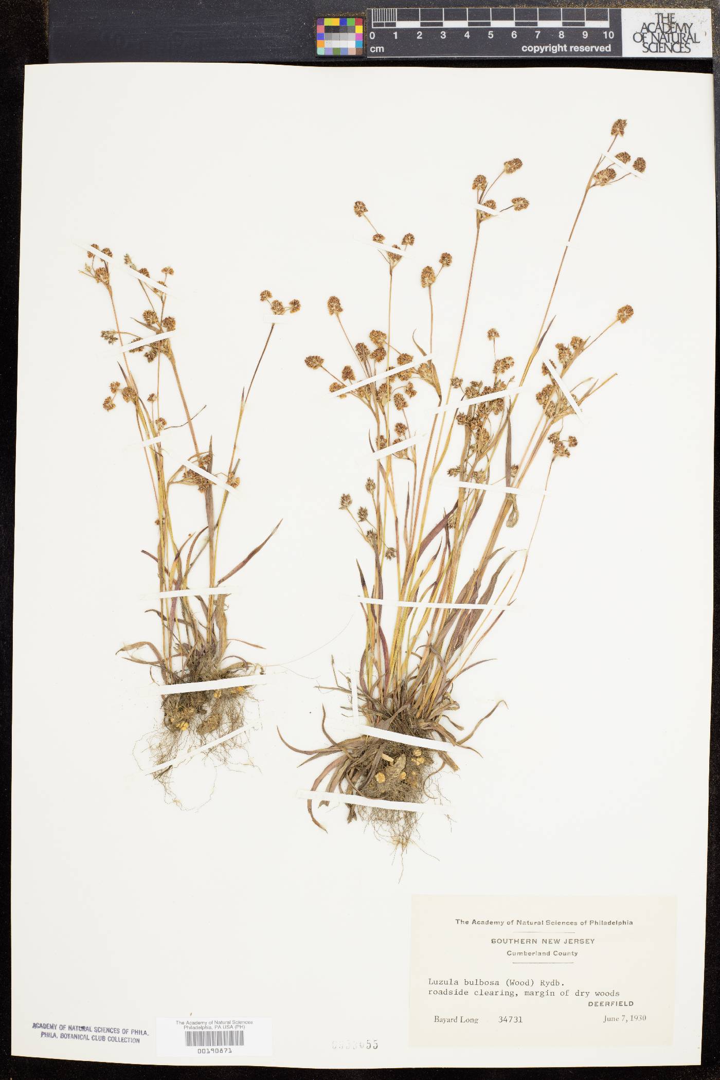 Luzula bulbosa image