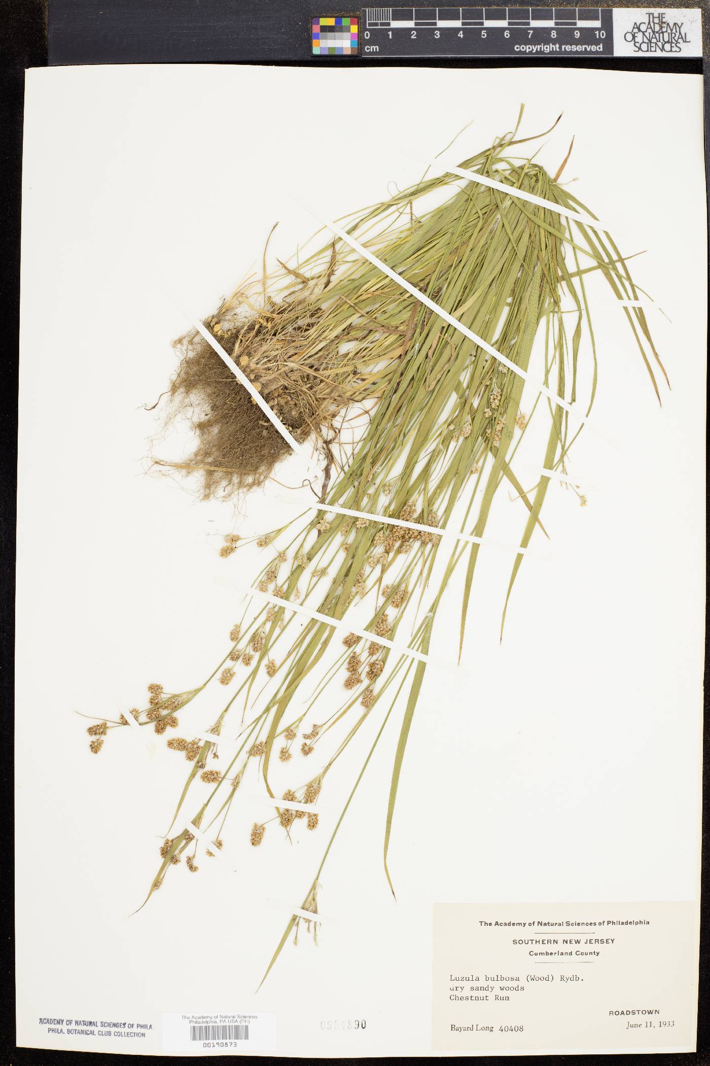 Luzula bulbosa image