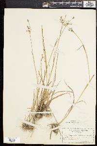 Luzula bulbosa image