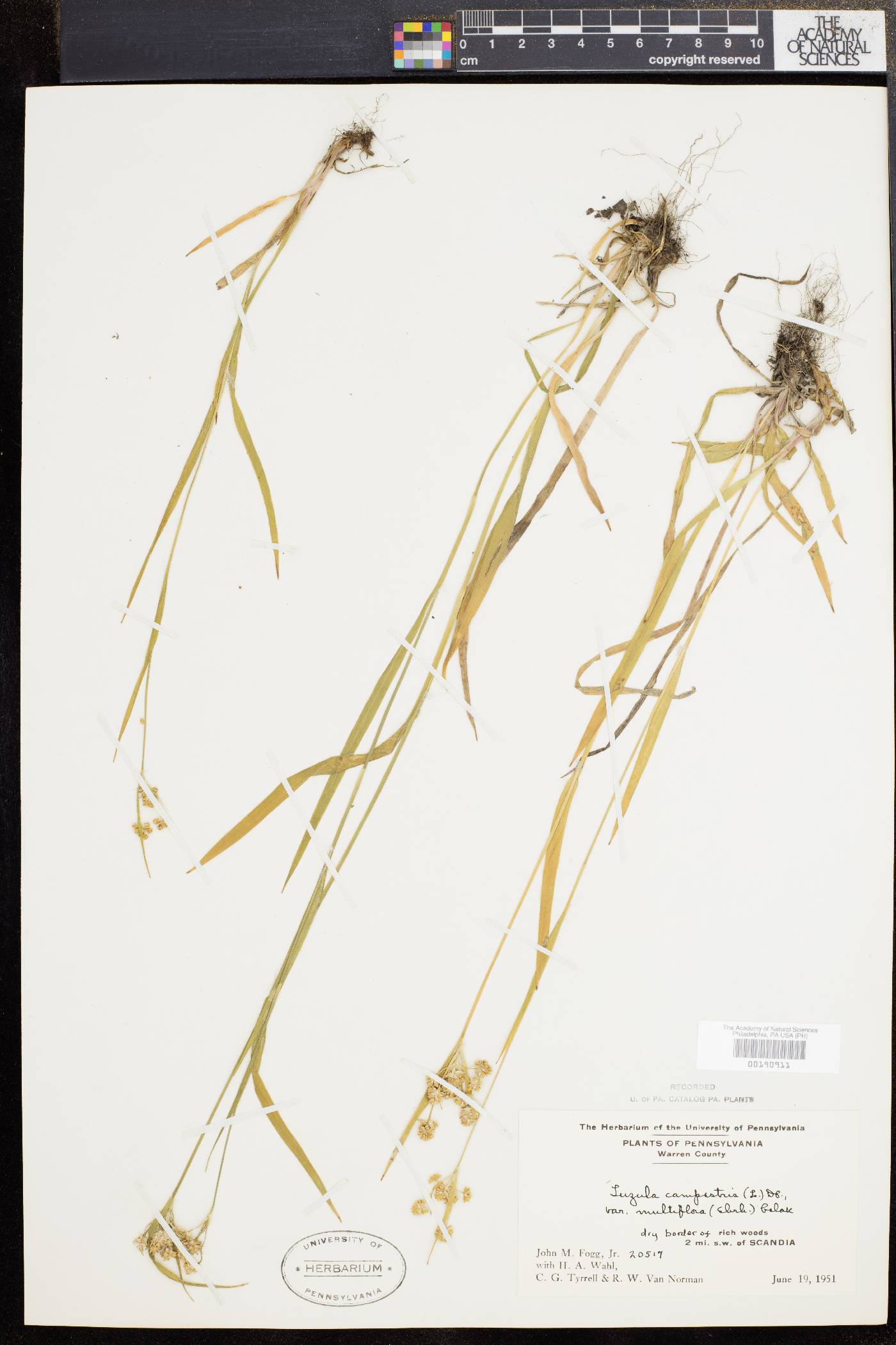 Luzula campestris var. multiflora image
