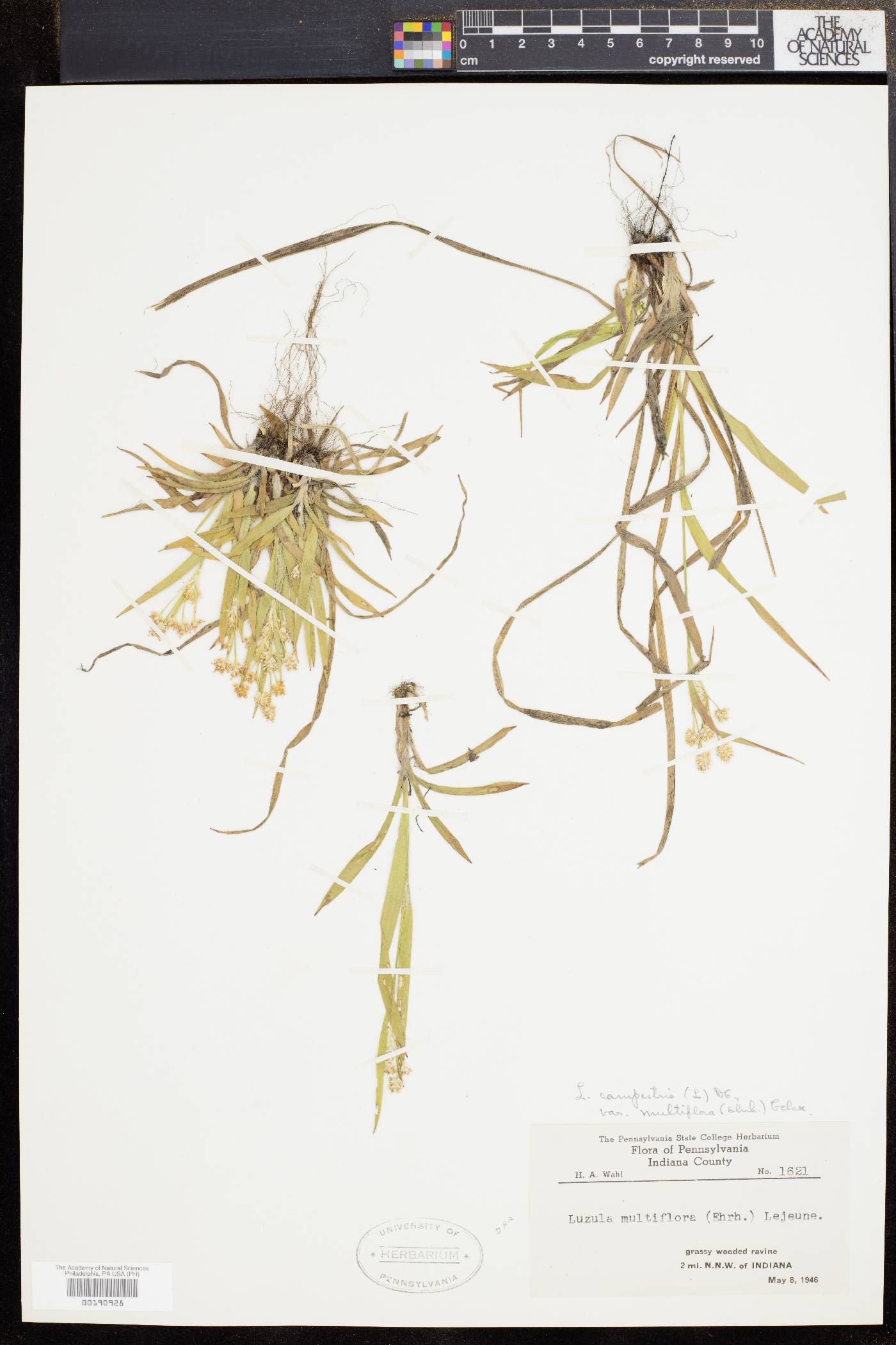 Luzula campestris var. multiflora image