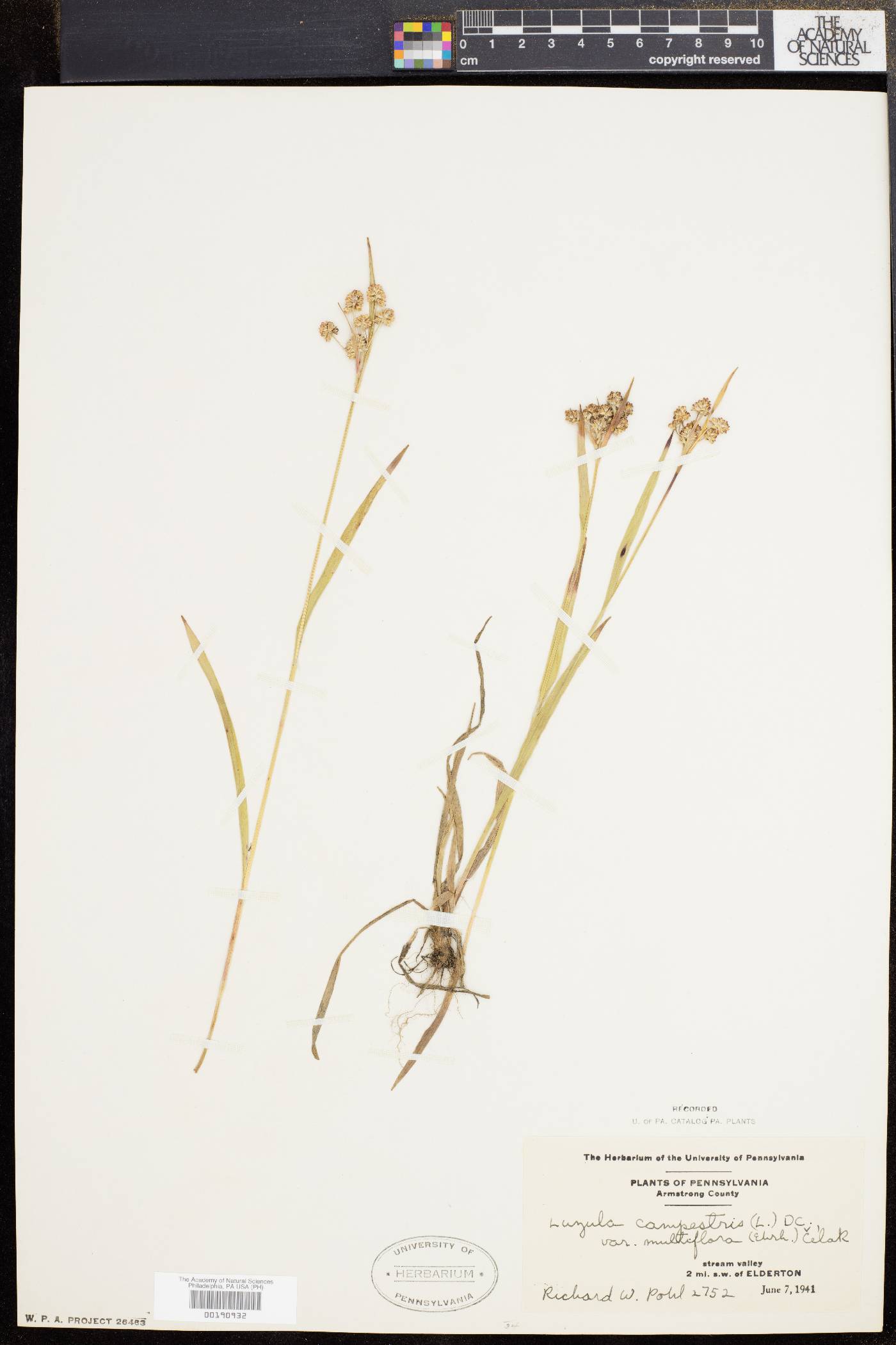 Luzula campestris var. multiflora image