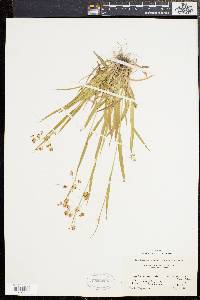 Luzula campestris var. echinata image