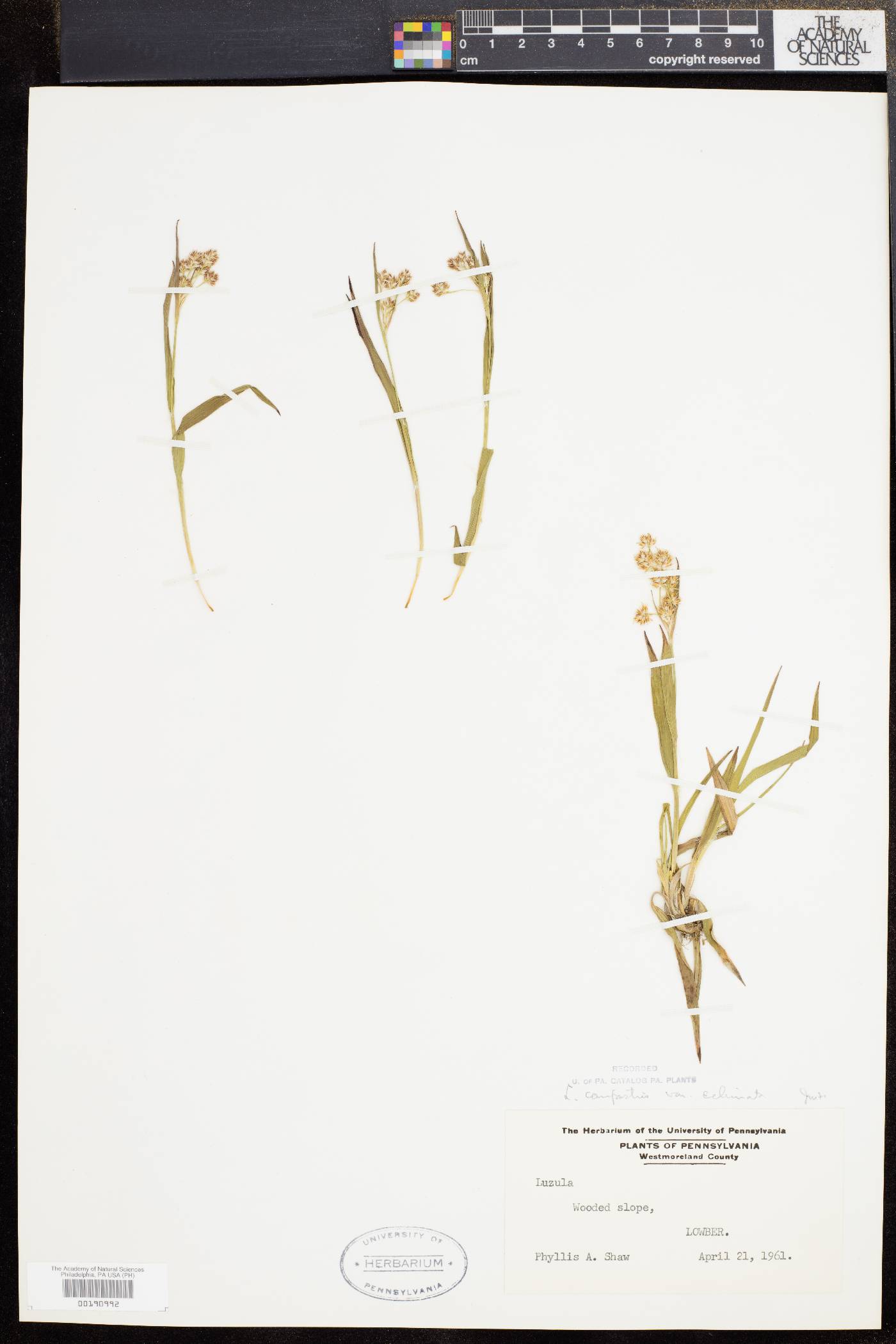 Luzula campestris var. echinata image