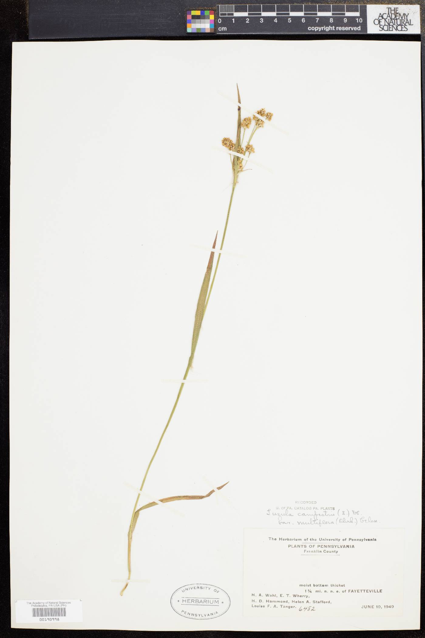 Luzula campestris image