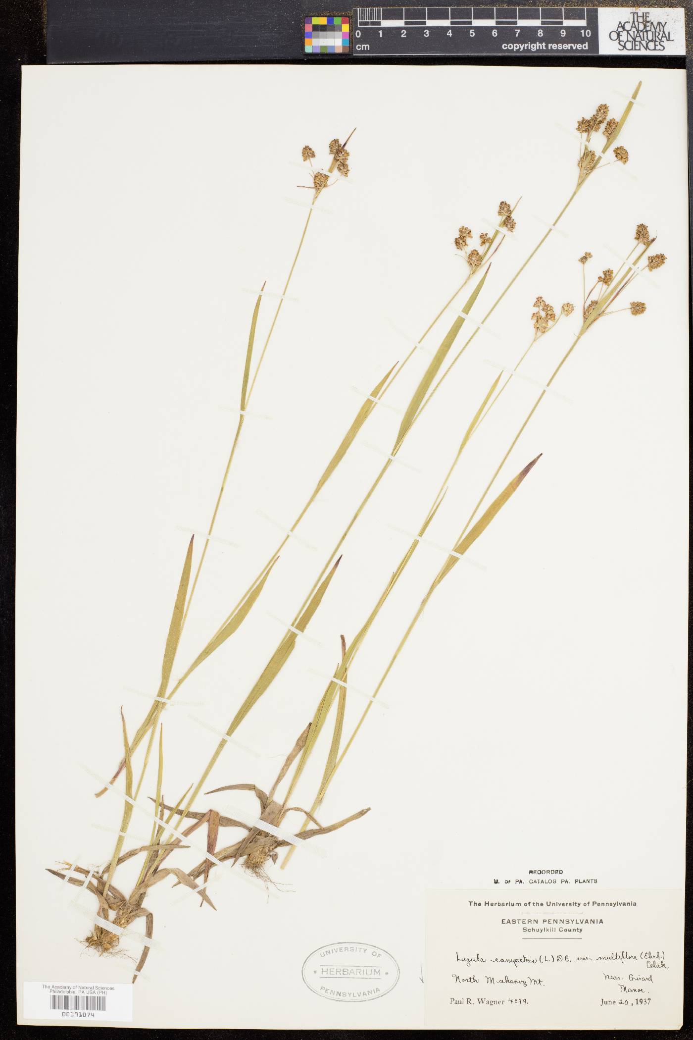 Luzula campestris image